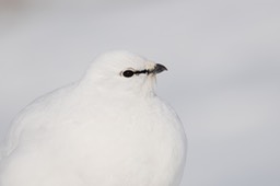 ptarmigan