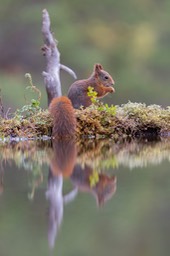 red squirrel