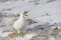 ptarmigan