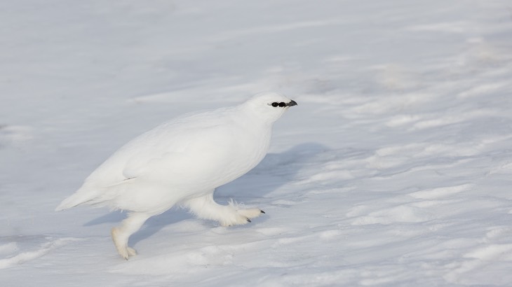 ptarmigan