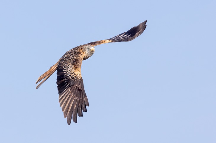 red kite