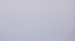 arctic fox
