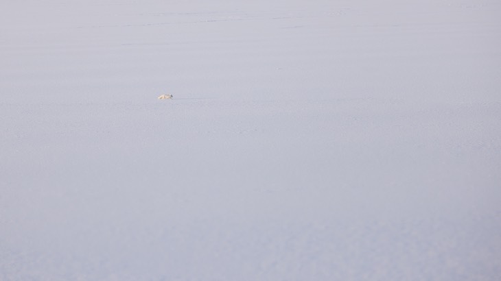 arctic fox