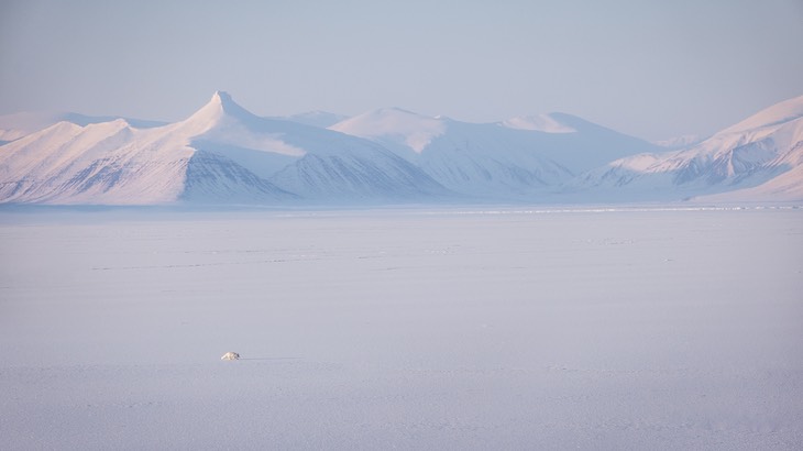 arctic fox