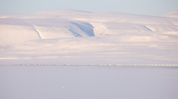 arctic fox