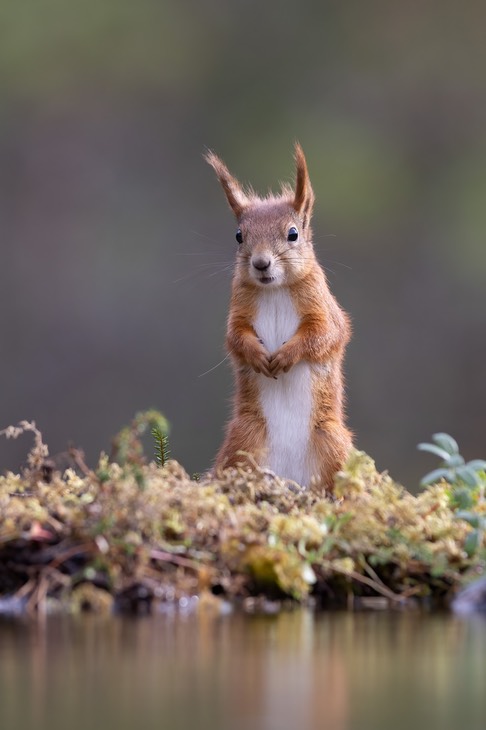 red squirrel