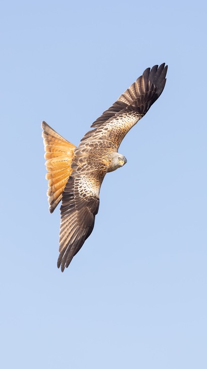 red kite