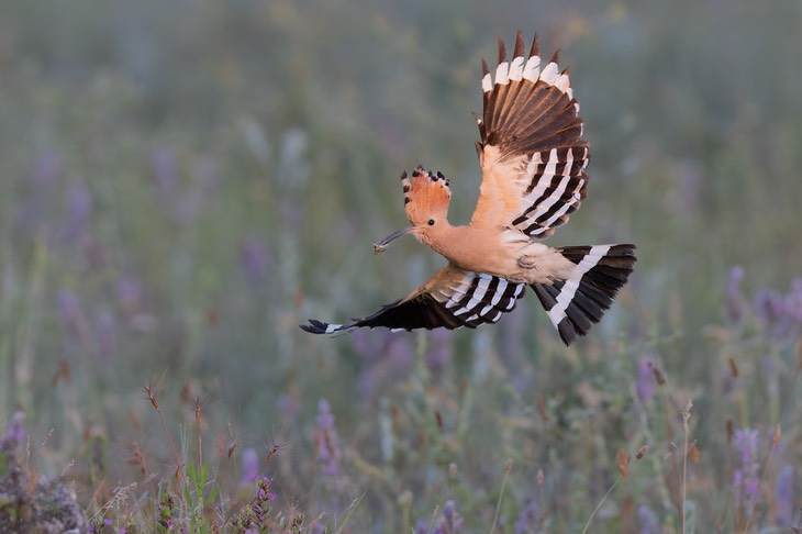 hoopoe