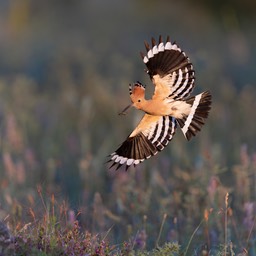 hoopoe