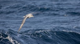 fulmar