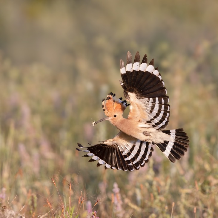 hoopoe