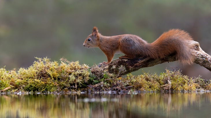 red squirrel