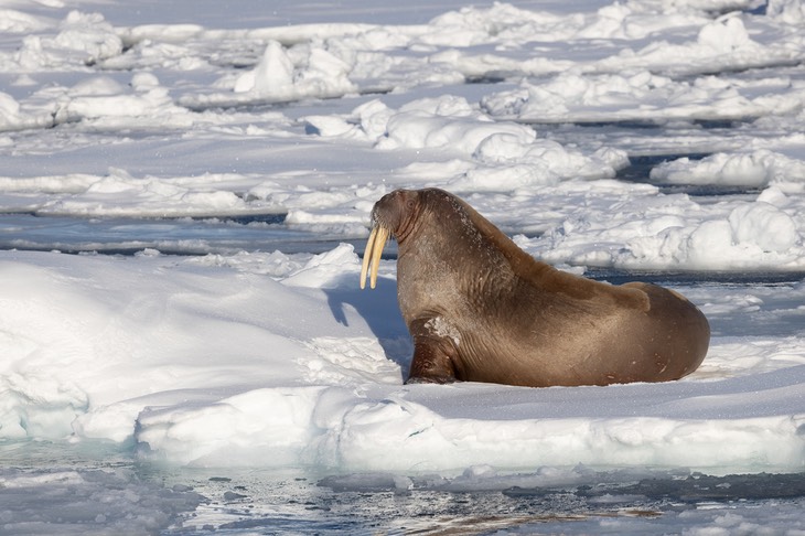 walrus