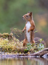 red squirrel