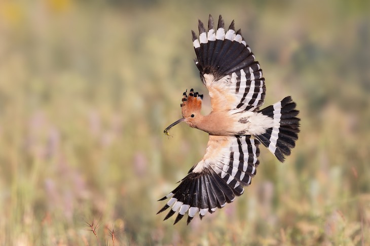 hoopoe