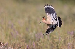 hoopoe