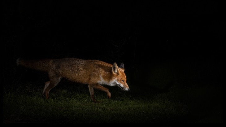 red fox