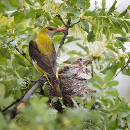 golden oriole