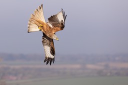 red kite