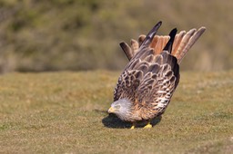 red kite