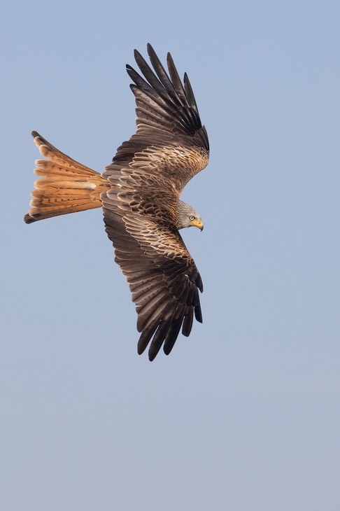 red kite