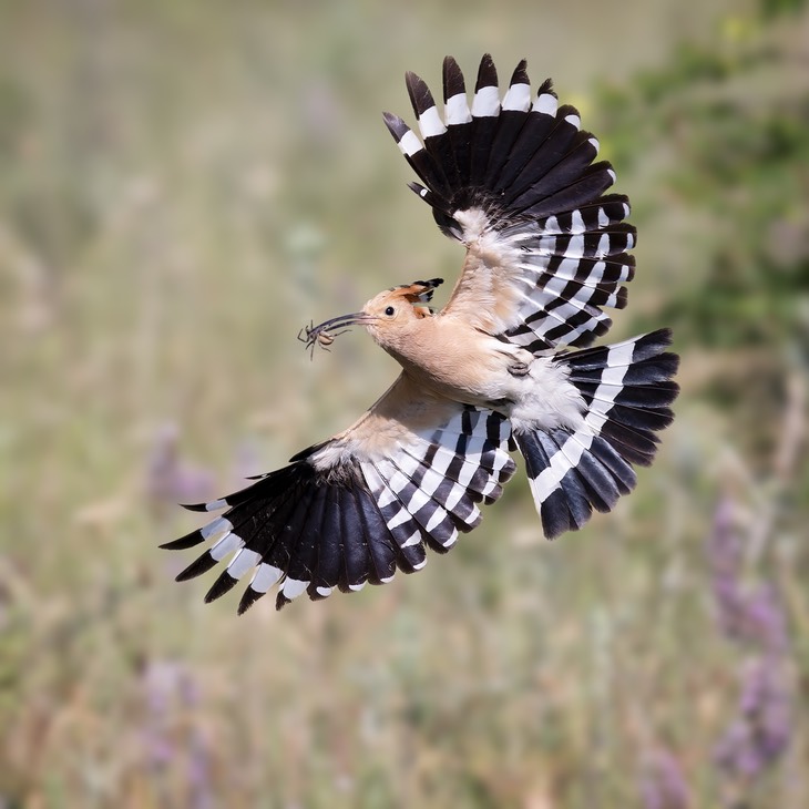 hoopoe