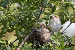 golden oriole