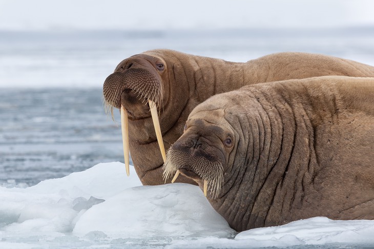 walrus