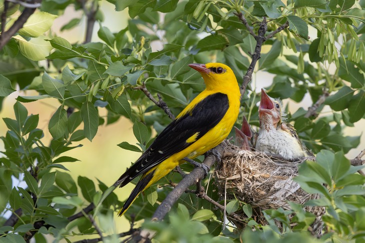 golden oriole