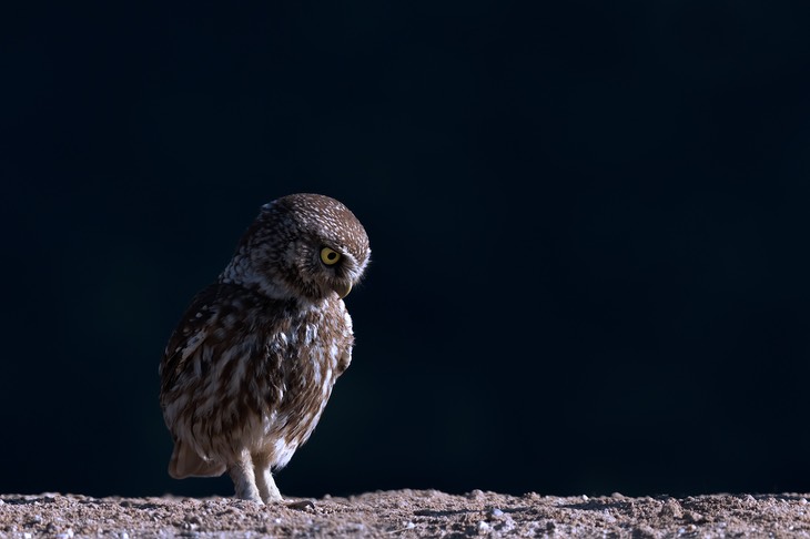 little owl