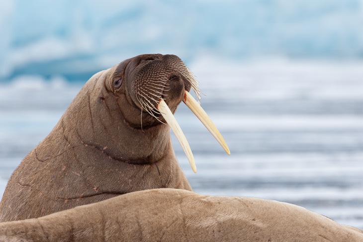 walrus