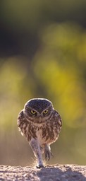 little owl