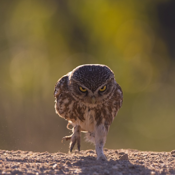 little owl