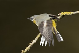 grey wagtail