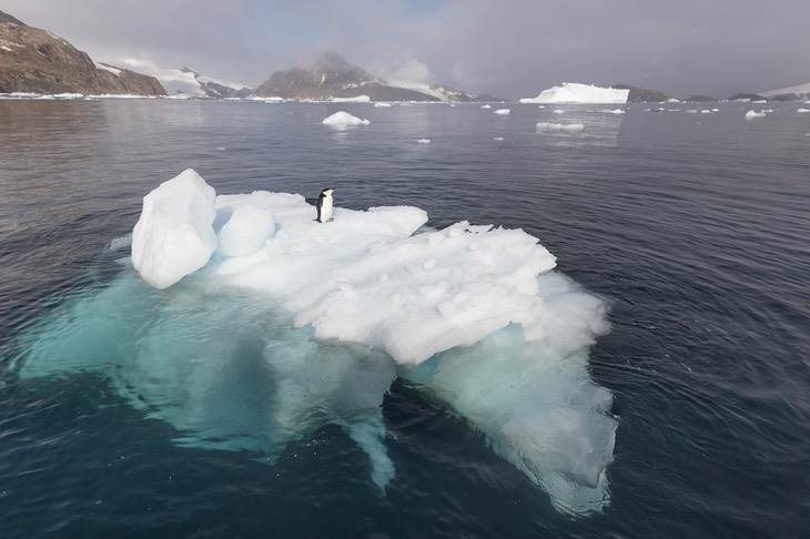 chinstrap penguin