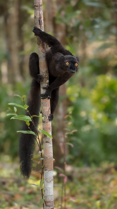 black lemur