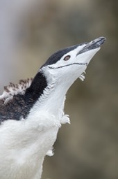 chinstrap penguin