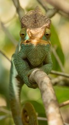 parson's chameleon