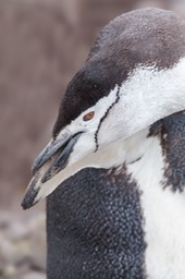 chinstrap penguin