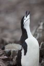 chinstrap penguin