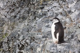 chinstrap penguin