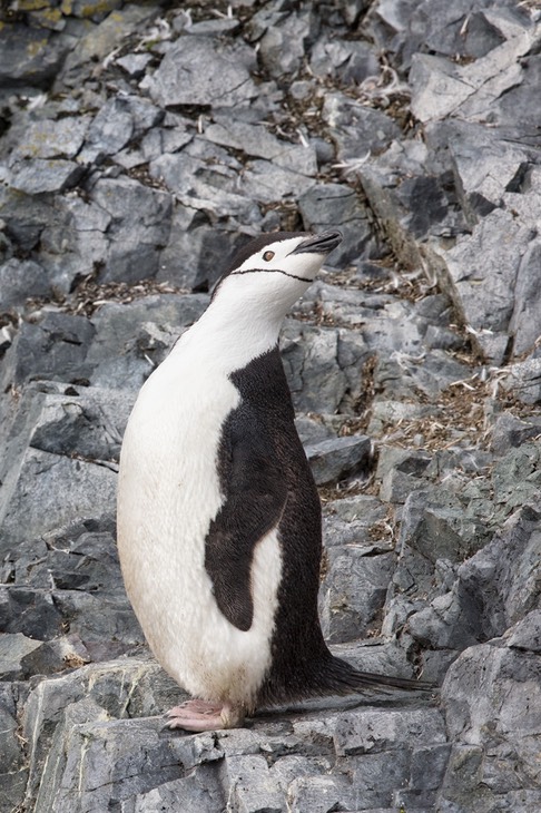 chinstrap penguin