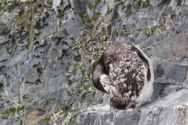 chinstrap penguin