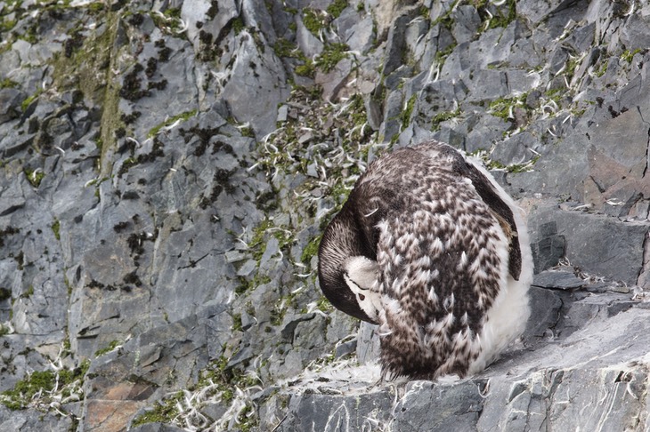 chinstrap penguin