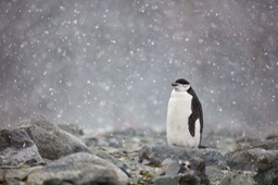 chinstrap penguin