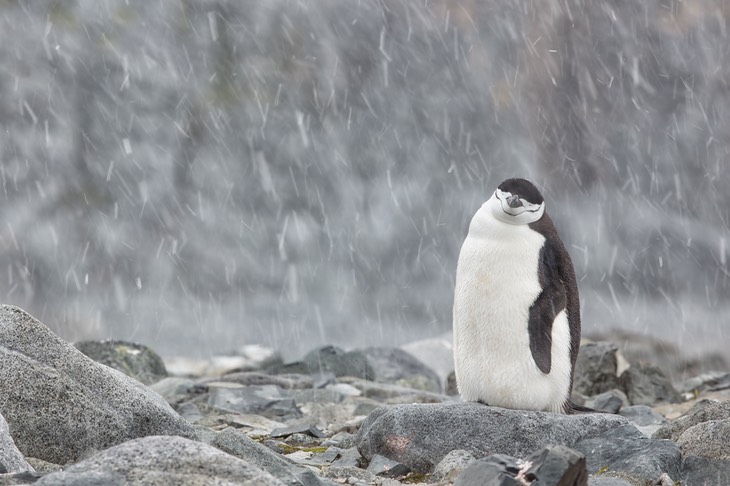 chinstrap penguin