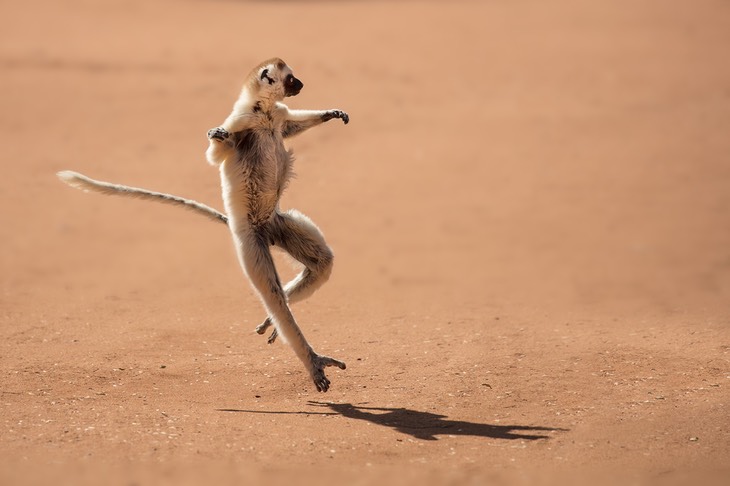 verreaux's sifaka