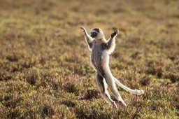 verreaux's sifaka