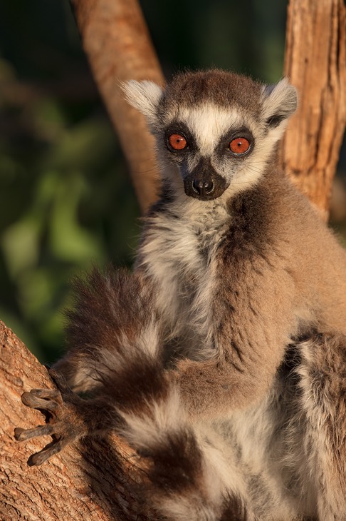 ring tailed lemur