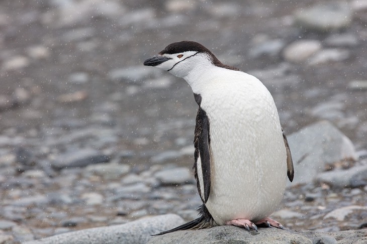 chinstrap penguin